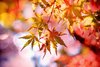 Schmuckbild Herbstblätter